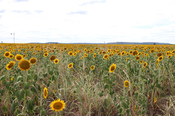 Beautiful bright yellow sun flowers in farm field in Queensland Australia