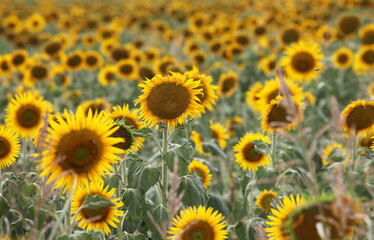 Beautiful bright yellow sun flowers in farm field in Queensland Australia
