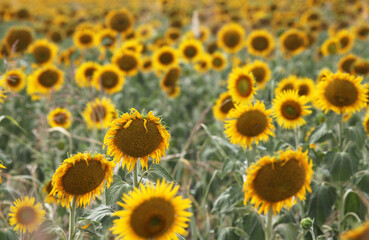 Fototapeta premium Beautiful bright yellow sun flowers in farm field in Queensland Australia