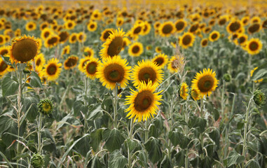 Obraz premium Beautiful bright yellow sun flowers in farm field in Queensland Australia