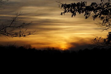 Obraz premium sunset in the woods