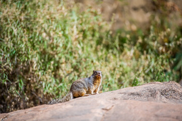 Squirrel portrait on a rock in nature