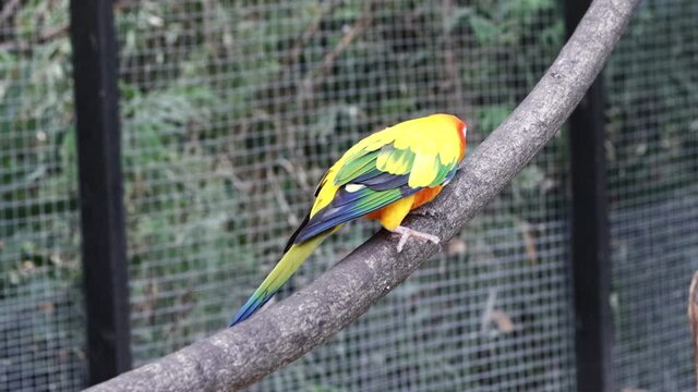 Sun Conure Parrots Beautiful Parrot on branch of tree