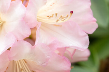 Close-up of Stamen of Light Pink Rhododendron Flowers