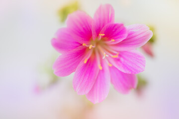 Close-up of Pink Lewisia Cotyledon 'Sunset Series' Succulent Flower