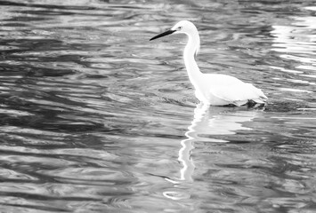 Birds of Jekyll Island