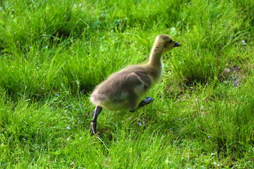 country goose on the grass