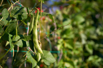 Beans on the Vine. Green beans in a community allotment garden.

