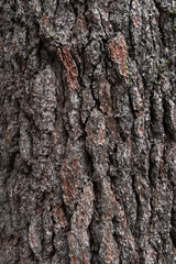 Background texture of tree bark. Old wood dry bark of the tree.