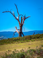 Lone Tree vert