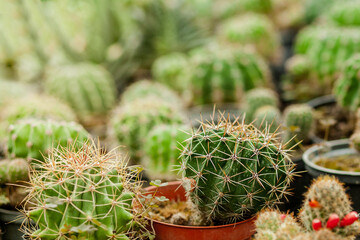 Collection of cactus plants in pots. Small ornamental plant. Selective focus, top-view shot. Cactus...