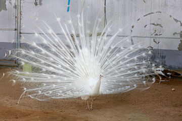 White peacock flaunting its tail in a zoo, North China