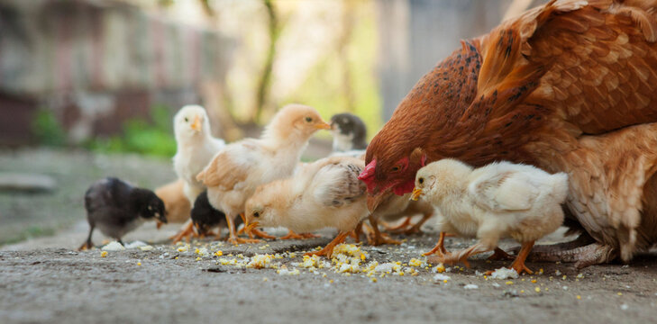 Close up yellow chicks on the floor , Beautiful yellow little chickens, Group of yellow chicks