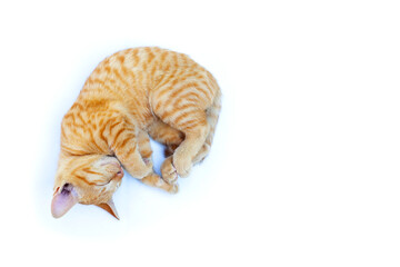 A cat sleeping on white background.