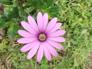 Obraz premium purple cosmos flower