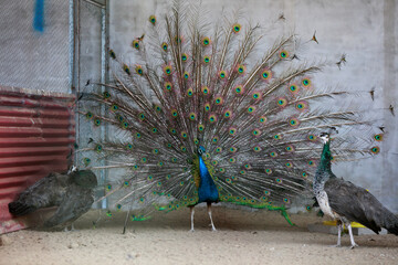 Fototapeta premium peacock flaunting its tail in a zoo, North China