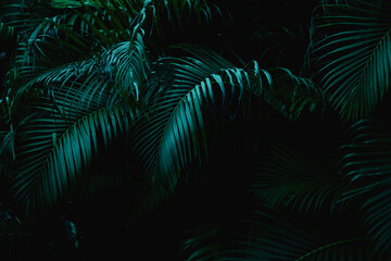 Fototapeta na wymiar Tropical Palm leaves in the garden, Green leaves of tropical forest plant for nature pattern and background, People grow plants to make fences. color dark flat lay tone for input text.