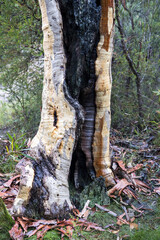 Scribbly Gum Tree trunk with burnt out section