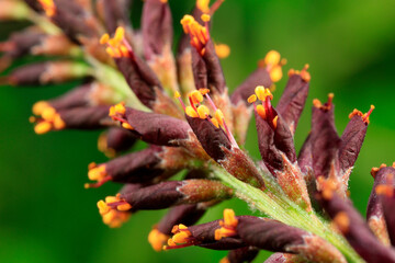 Amorpha fruticosa flowers in natural state, North China