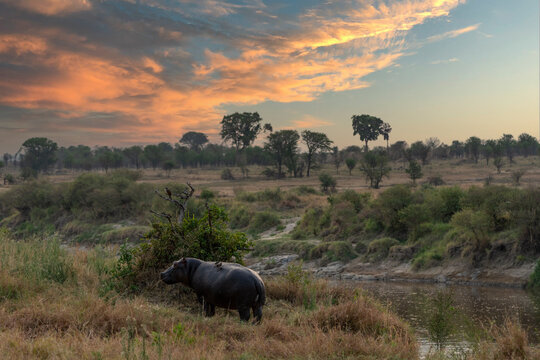 at dawn, a hippopotamus stands on the bank of a river
