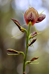 Bonnnet Orchid plant in flower
