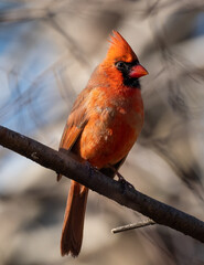 Young male Northern Cardinal on branch