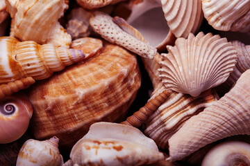 a lot of different empty sea shells on background, macro details