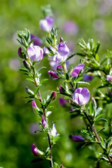 Flowers of the spiny restharrow, also named thorny restharrow, in late spring and summer, Ononis spinosa