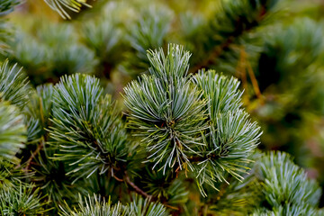 Needles on the branch of a dwarf pine tree, Pinus pumila