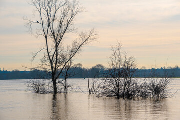 Landscape with flooded river Maas in Bergen - Noord Limburg, the Netherlands