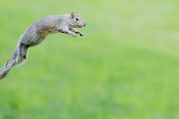 Eastern gray squirrel has predominantly gray fur, but it can have a brownish color. 