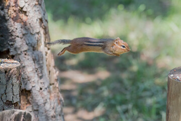 Cheek pouches allow chipmunks to carry food items to their burrows for either storage or consumption