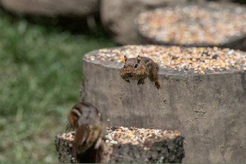 Cheek pouches allow chipmunks to carry food items to their burrows for either storage or consumption