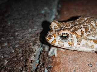 frog on the ground