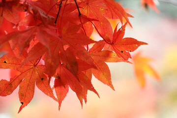 風景素材　美しい日本の紅葉