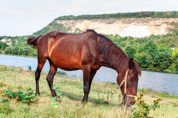 Brawn horse grazing on the  meadow near river