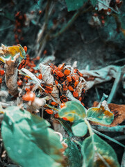 autumn leaves on the ground
