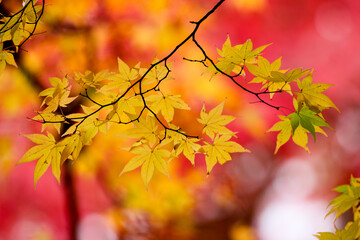 風景素材　美しい日本の紅葉
