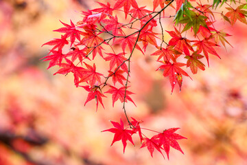 風景素材　美しい日本の紅葉