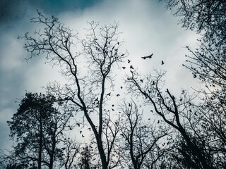 silhouette of a tree