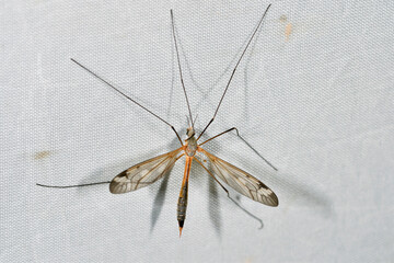 クロキリウジガガンボ（北海道・知床）
