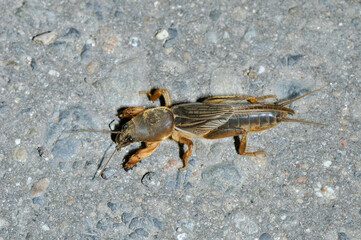 ケラ（北海道・足寄町）
