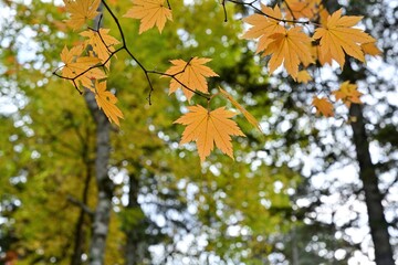 オンネトー湖キャンプ場で見た色づき始めたカエデの紅葉＠北海道