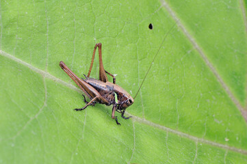 コバネヒメギス（北海道・釧路湿原）
