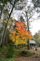 オンネトー湖キャンプ場で見たカラフルなカエデの紅葉＠北海道