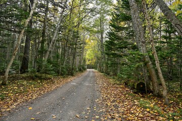 Fototapeta premium 晩秋のオンネトー湖遊歩道の情景＠北海道