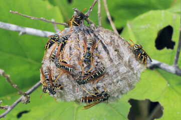 トガリフタモンアシナガバチの巣（北海道・鶴居村）
