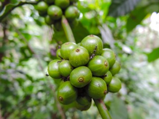 selectively focus raw green coffee on tree with blurred background
