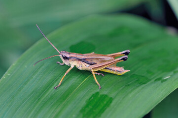 ヒザグロナキイナゴ（北海道・鶴居村）

