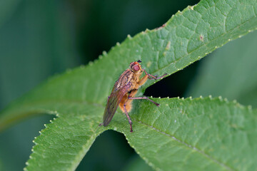 ヒメフンバエ（北海道・層雲峡）
